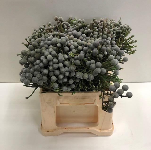 Cape green silver brunia.jpg